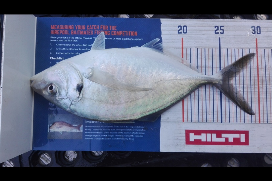 Marisa Andrews caught this 26.0cm Trevally at wellington harbour during The Hirepool Baitmates Fishing Comp